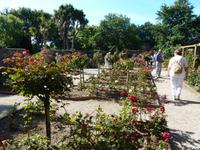 Howard Davis Park - Rosengarten