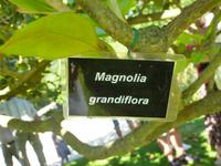 Orchideenausstellung - Eric Young Foundaction