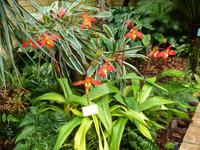 Orchideenausstellung - Eric Young Foundaction