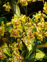 Orchideenausstellung - Eric Young Foundaction