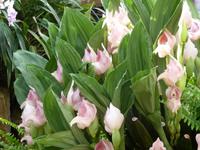 Orchideenausstellung - Eric Young Foundaction