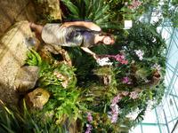 Orchideenausstellung - Eric Young Foundaction