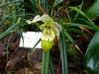 Orchideenausstellung - Eric Young Foundaction