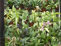 Orchideenausstellung - Eric Young Foundaction