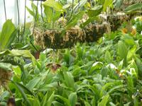 Aufzuchtstation in der Orchideenausstellung - Eric Young Foundaction