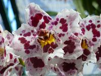Orchideenausstellung - Eric Young Foundaction