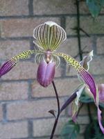 Orchideenausstellung - Eric Young Foundaction