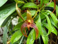 Orchideenausstellung - Eric Young Foundaction