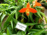 Orchideenausstellung - Eric Young Foundaction
