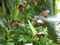 Orchideenausstellung - Eric Young Foundaction