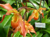 Orchideenausstellung - Eric Young Foundaction