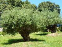 Im Garten von Lady Guthrie - Olivenbäume