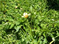 Im Garten von Lady Guthrie