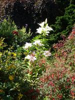 Im Garten von Lady Guthrie