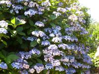 Im Garten von Lady Guthrie