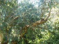 Im Garten von Misses Beanny