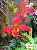 Blütenpracht in der Orchid Foundation