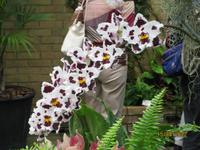 Blütenpracht in der Orchid Foundation