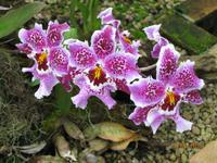 Blütenpracht in der Orchid Foundation