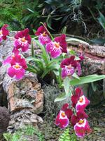 Blütenpracht in der Orchid Foundation