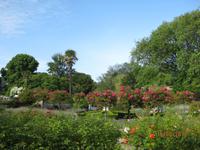 Rosen blühen in ihrer vollen Pracht