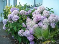 Hortensien-ein Traum in Blau auf Jersey