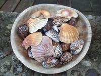 Jakobsmuscheln in der Bouley Bay