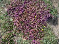 Blühende Heide auf Jersey