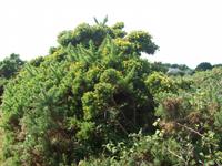 Stechginster auf Jersey