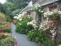 blühende Gärten auf Sark