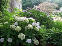 herrliche Hortensien im Gelände der Seigneurie