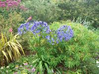 im ummauerten Garten der Seigneurie