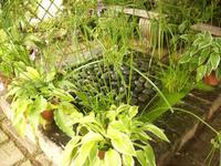 im ummauerten Garten der Seigneurie