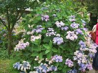 blaue Tellerhortensie