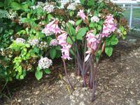 blühende Jersey Lilie