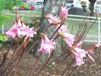 blühende Jersey Lilie