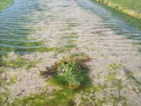 Wattwanderung zum Castle