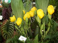 Eric Young Orchid Foundaion