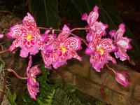Eric Young Orchid Foundaion
