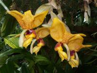 Eric Young Orchid Foundaion