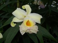 Eric Young Orchid Foundaion