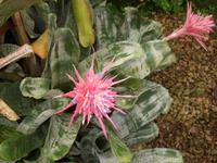 Eric Young Orchid Foundaion