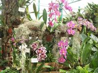 Eric Young Orchid Foundaion