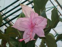 Eric Young Orchid Foundaion