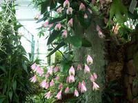 Eric Young Orchid Foundaion