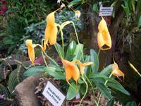 Eric Young Orchid Foundaion