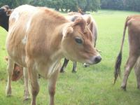 Jersey Kühe mit ihren braunen Augen