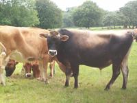 Jersey Kühe mit ihren braunen Augen