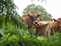 Jersey Kühe mit ihren braunen Augen