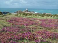 Lila blühende Heide am Leutturm Corbiere